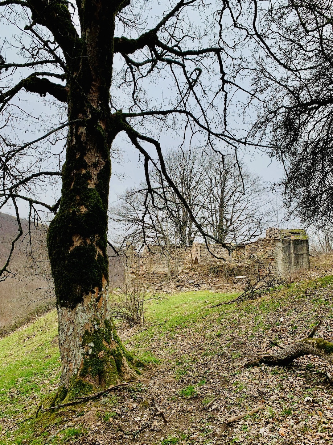 gallery-image